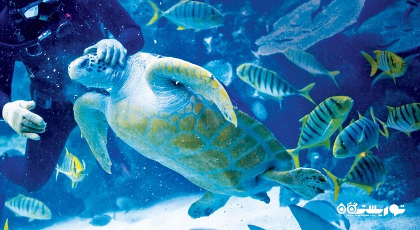 سرگرمی آکوآریا کی ال سی سی شهر مالزی کشور کوالالامپور